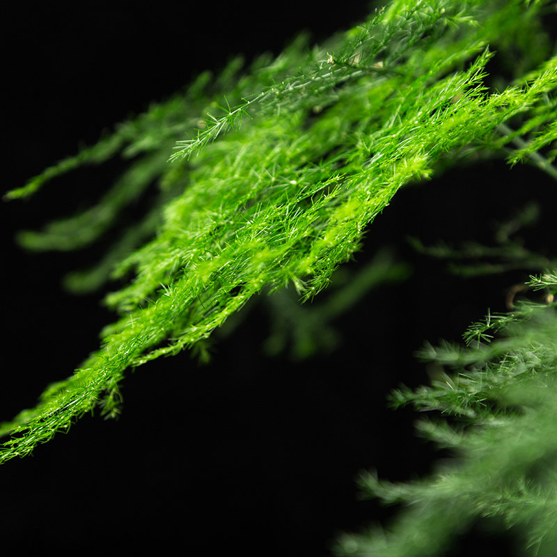 植物大文文竹盆栽盆景室内花卉卉好四季常青绿植