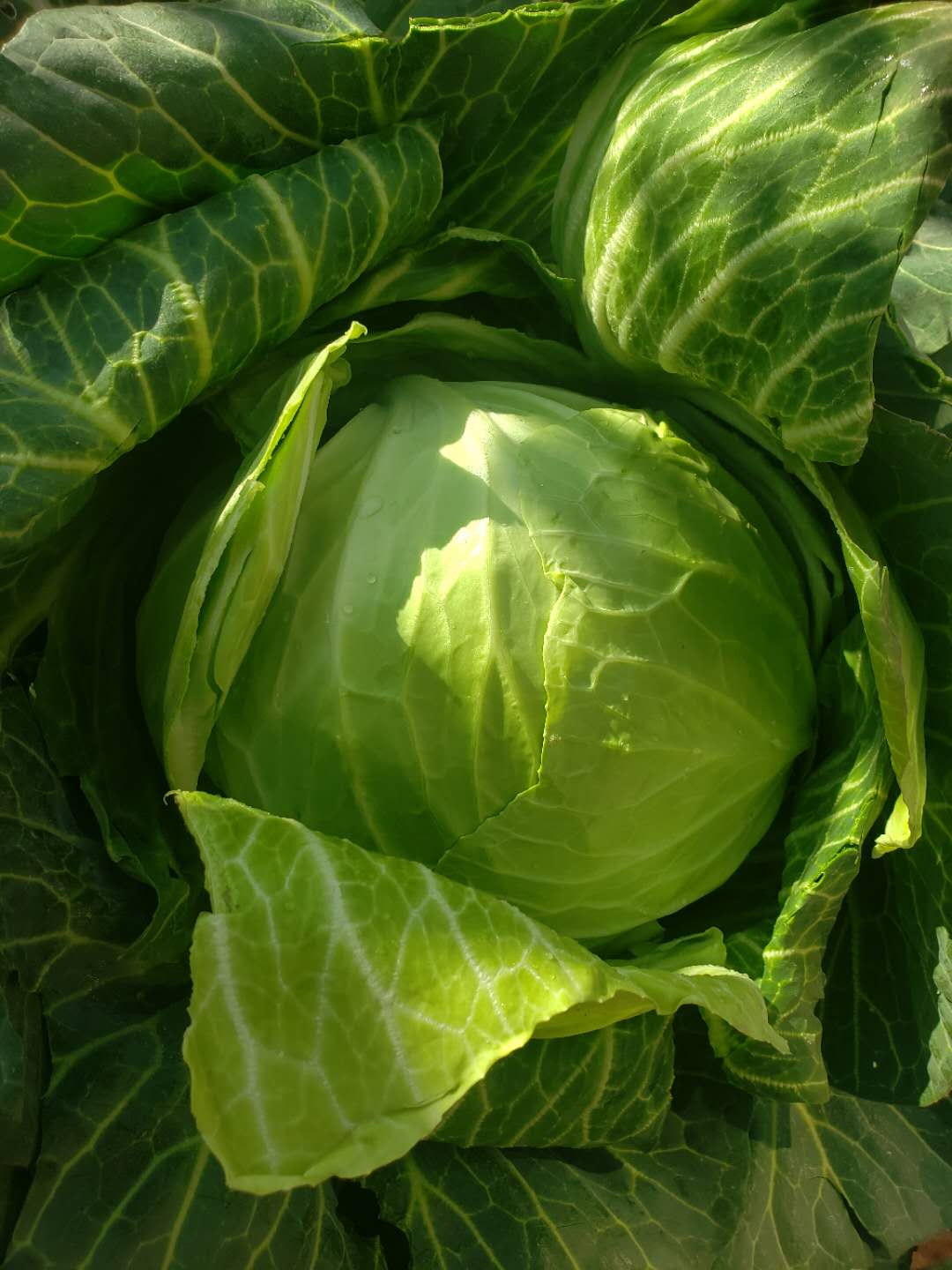 2020新鲜包心菜5斤河南卷心菜莲花花菜农家自种手其它