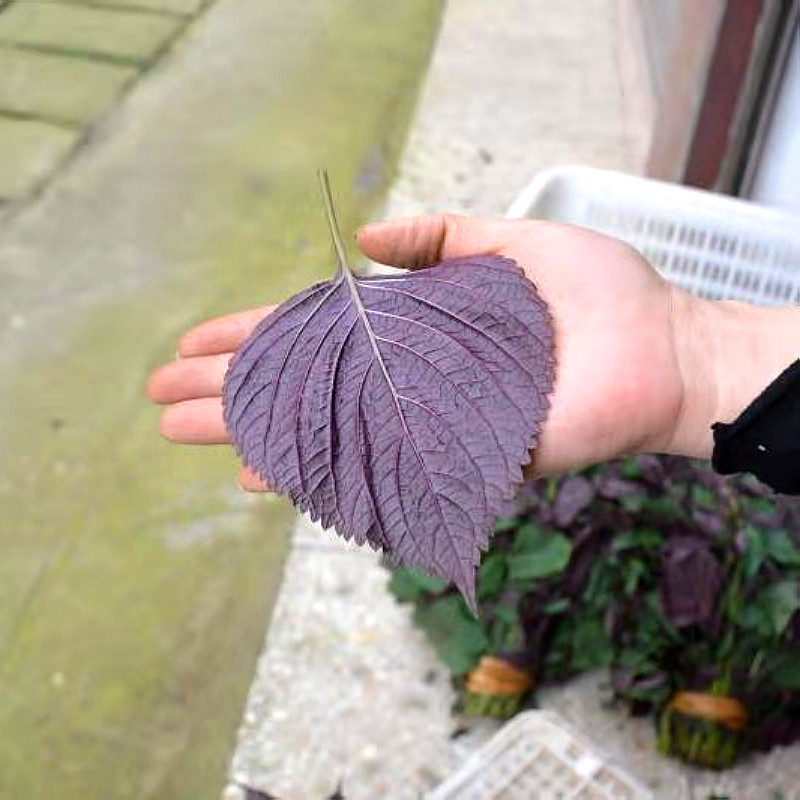 调料新鲜紫苏叶3斤包邮农家蔬菜食用饭店龙虾其它