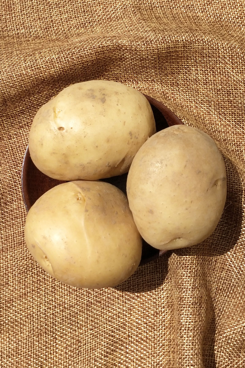 甘肃定西新鲜小土豆蔬菜马铃薯白皮白芯农产品现挖土豆