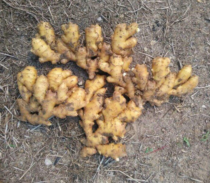 农村自种小黄黄姜新鲜自吃生姜老姜姜大姜紫姜其它