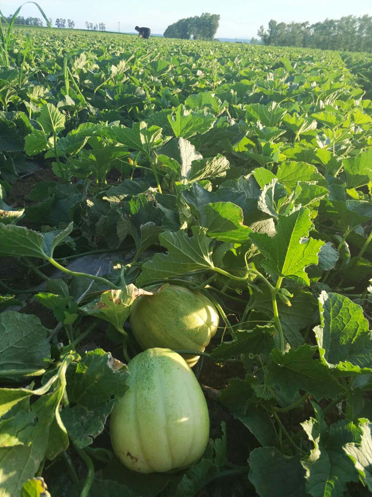 水果黑龙江特产东北香瓜当季新鲜时令白糖整箱其它