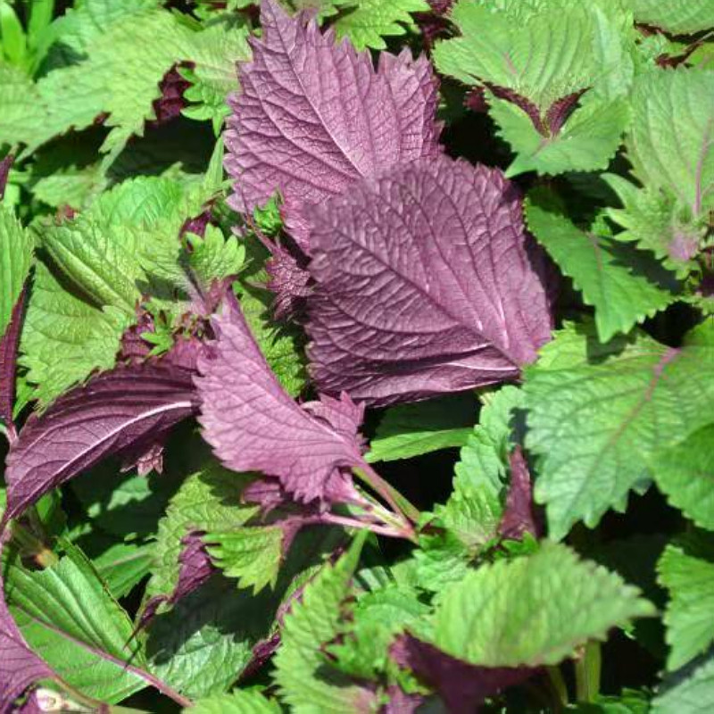 调料新鲜紫苏叶3斤包邮农家蔬菜食用饭店龙虾其它