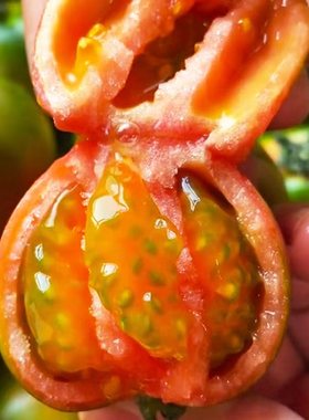 铁皮柿子丹东草莓柿子西红柿新鲜自然熟生吃水果盘锦碱地绿腚番茄