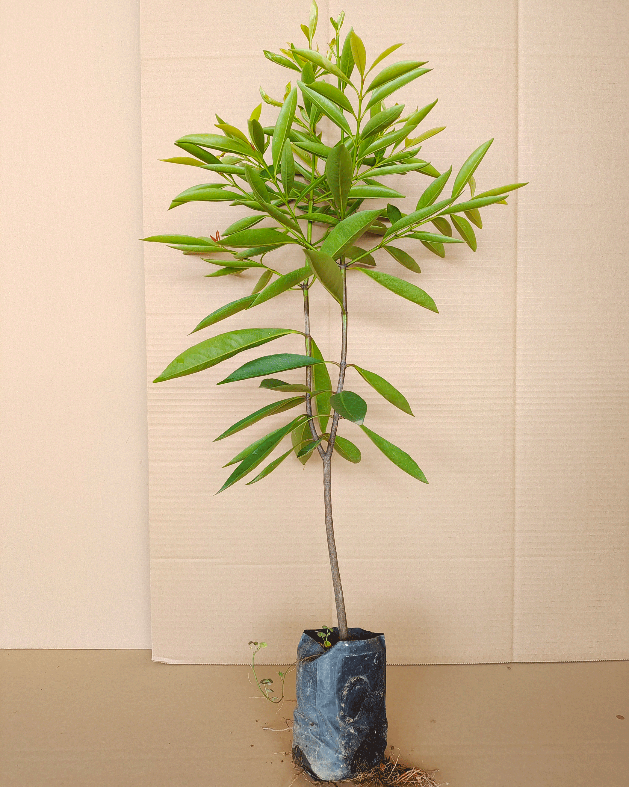 山竹树苗果苗版苗营养杯带叶发货南方种植地栽果树