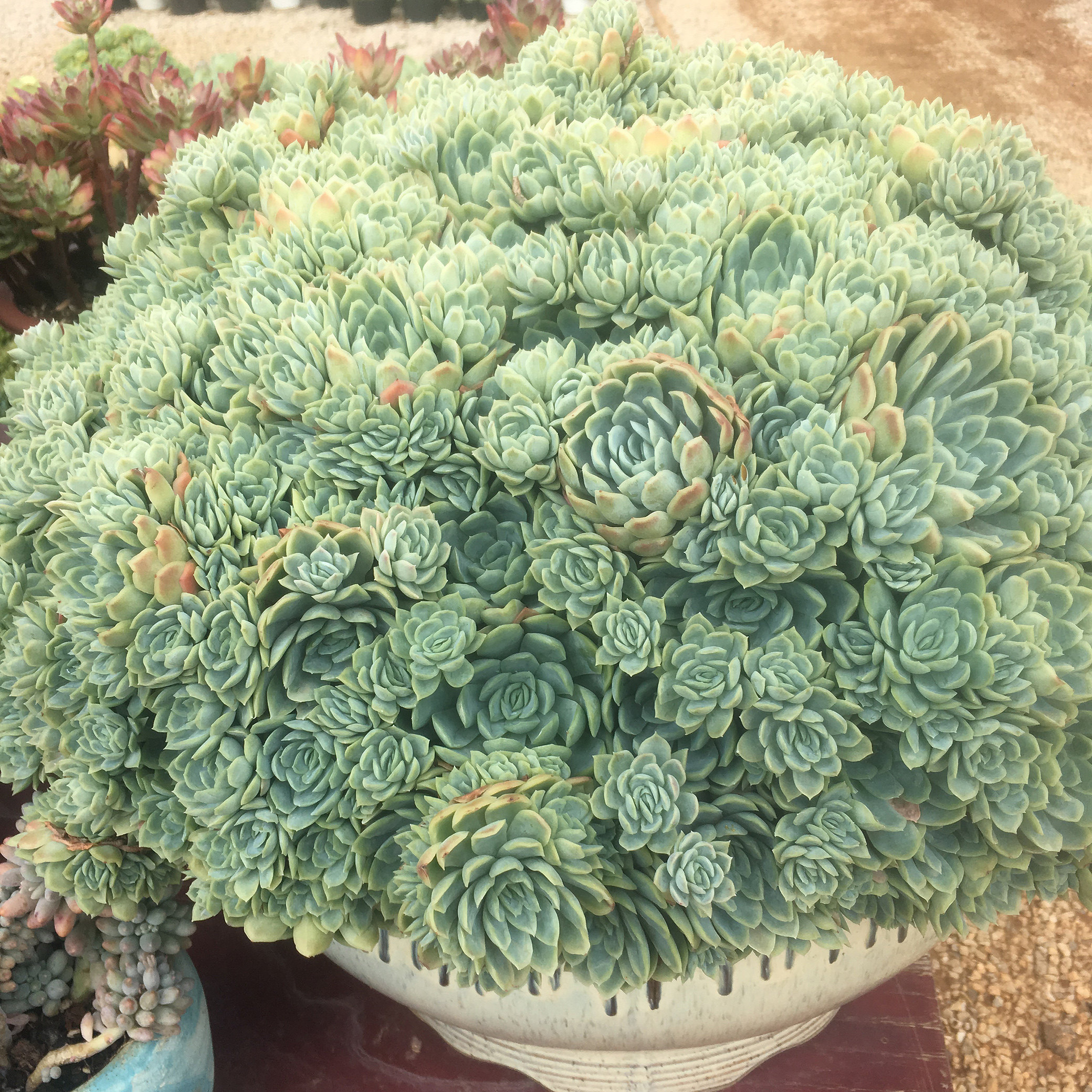 多肉冰梅植物老桩大群群生超大特大稀有有多花盆