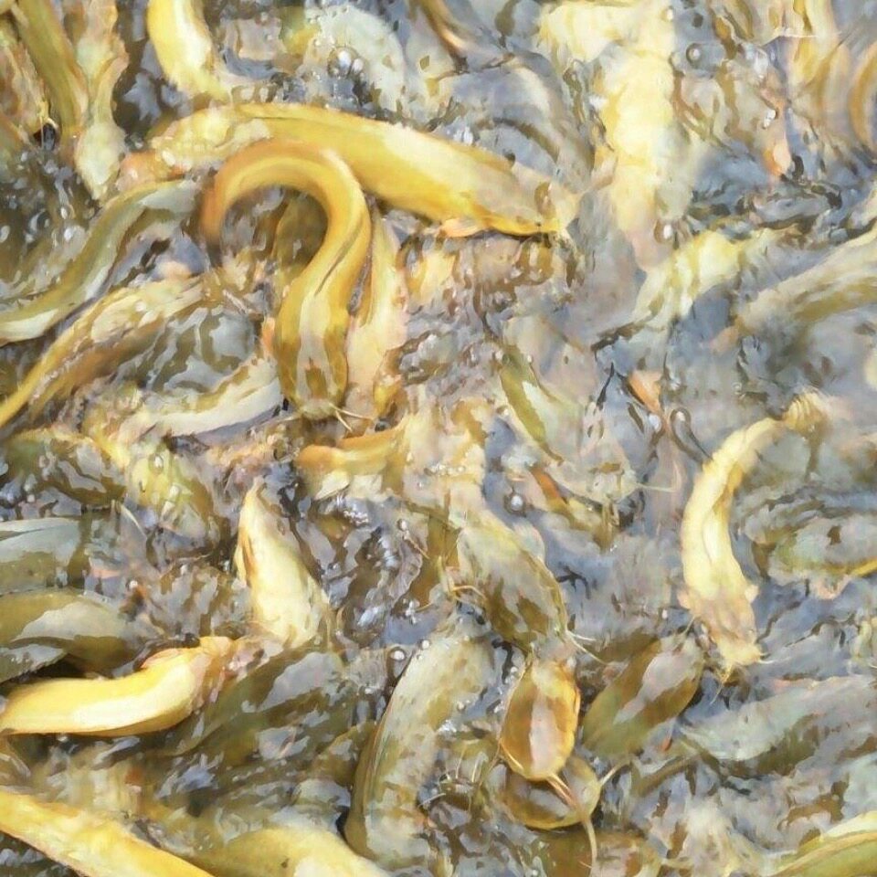 鱼苗本地塘鲺胡子鲶鱼塘角土塘塘虱活体放生鱼