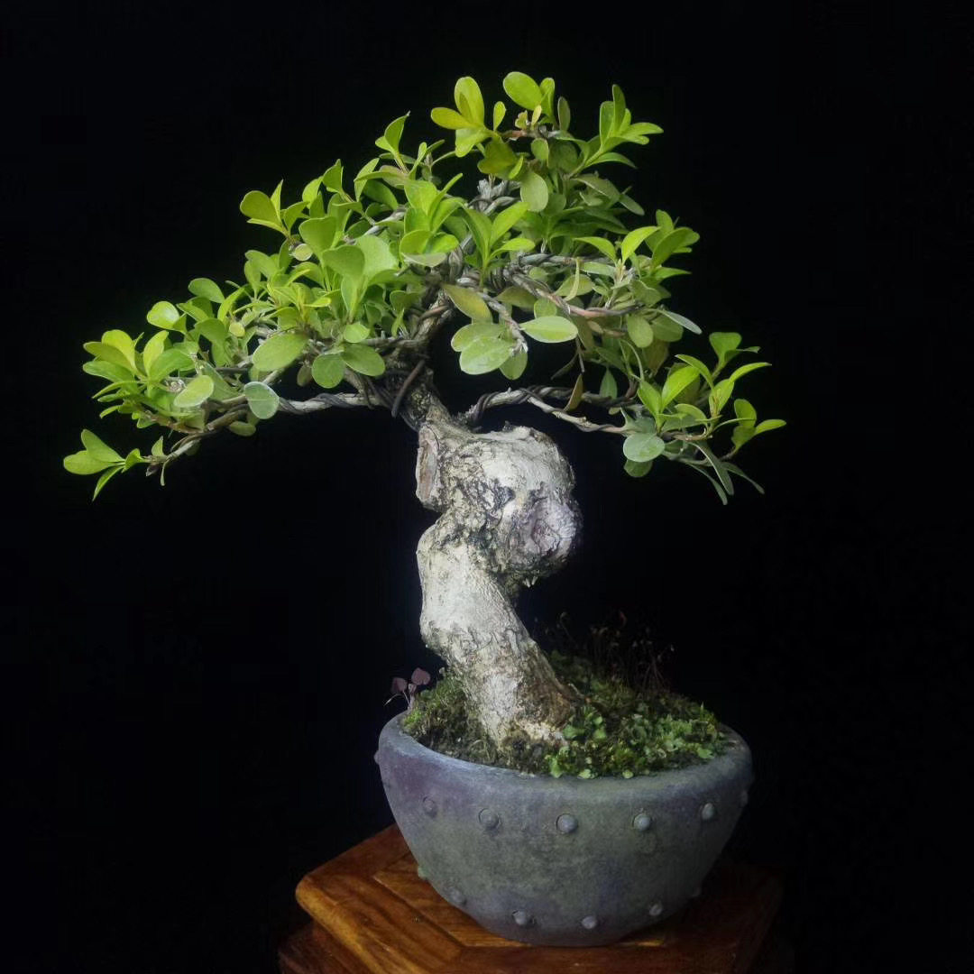 雀舌瓜子矮霸黄杨盆景一物一拍办公办公室室内绿植