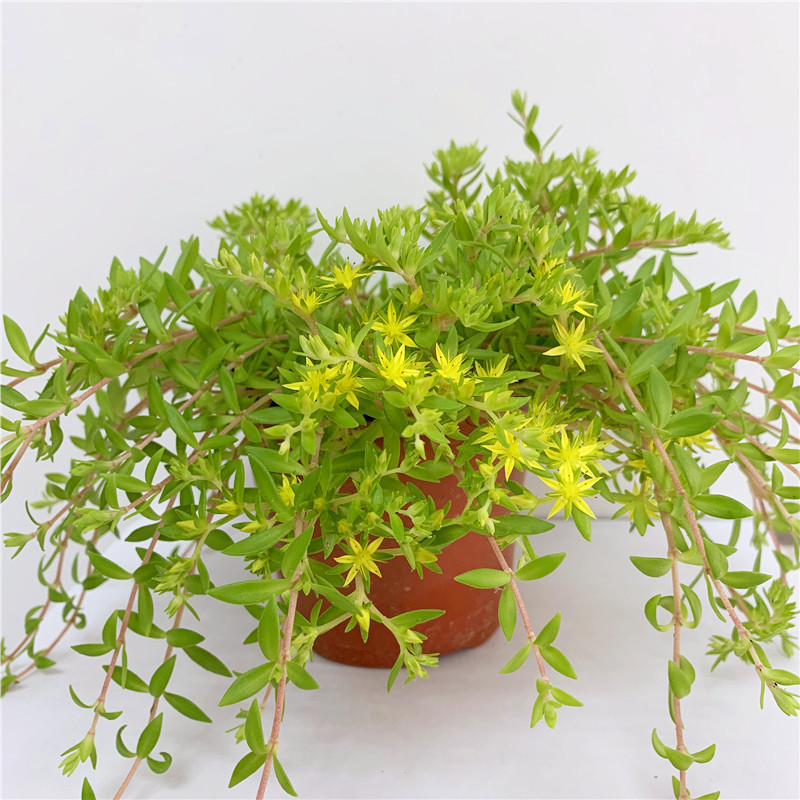 垂盆草盆栽正宗野生苗可食用网红绿植包成活新鲜现挖现卖耐寒耐旱