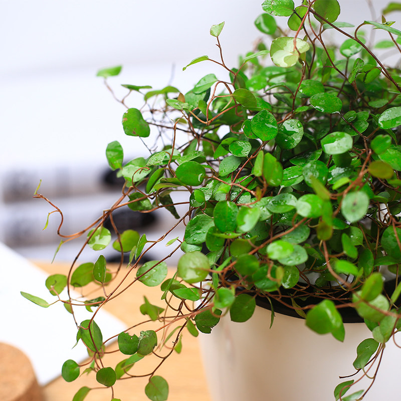 千叶吊兰盆栽婚纱常春藤室内阳台垂吊四季常青绿植