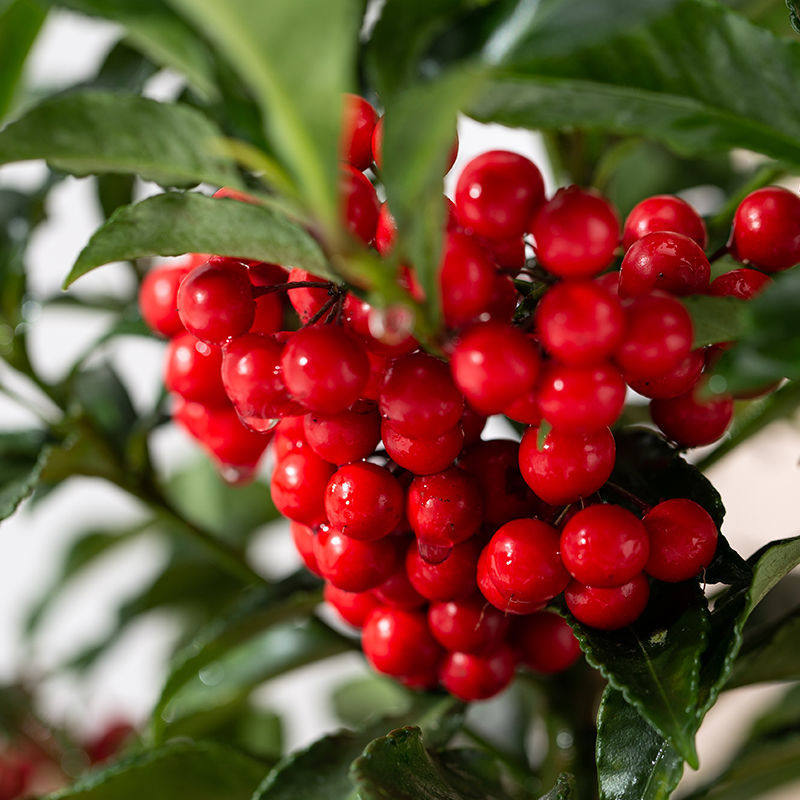 室内盆栽花卉富贵朱砂根红凉伞阳台办公桌包邮带时令草本花卉