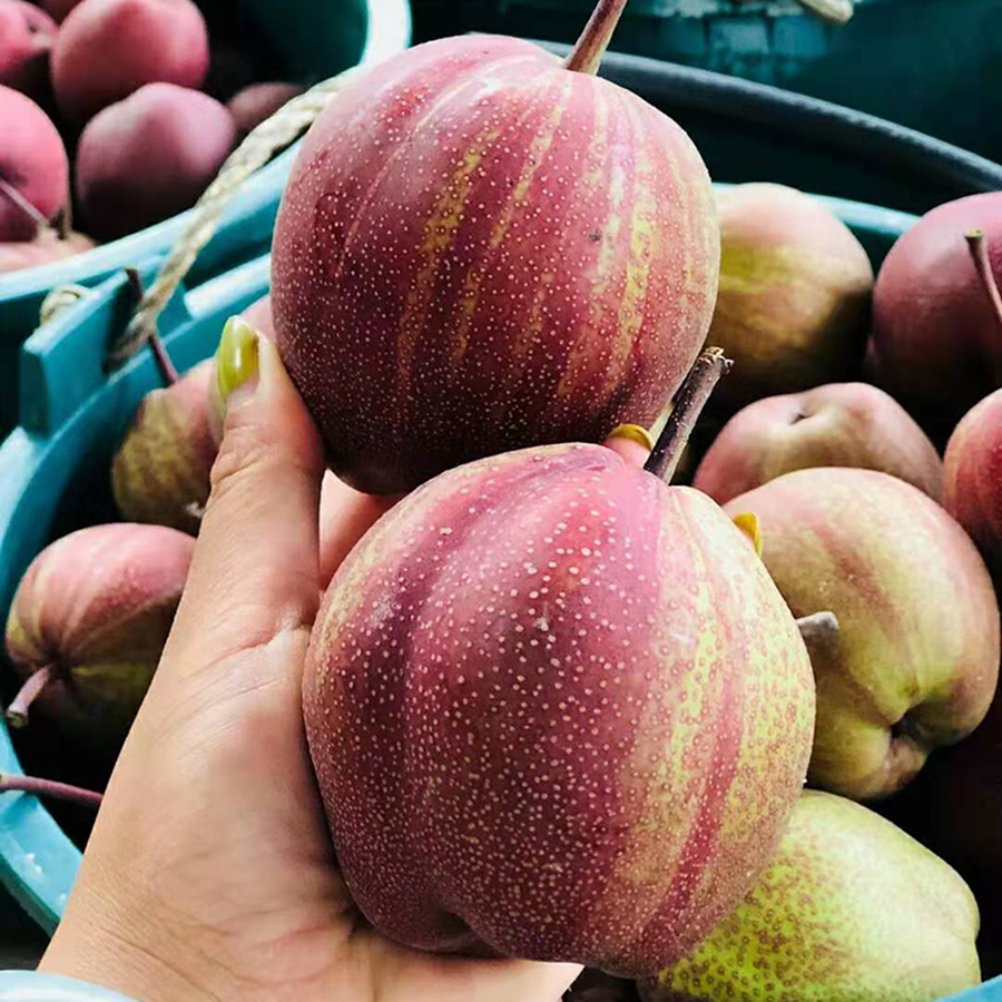 梨脆新鲜彩虹梨早酥红黄甜时令稀有水果整箱梨