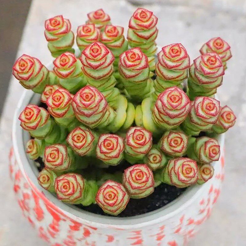 钱串锦多肉植物开花花卉绿植大颗好养精品钱串子蟹八件