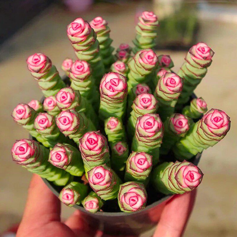 钱串锦多肉植物开花花卉绿植大颗好养精品钱串子蟹八件