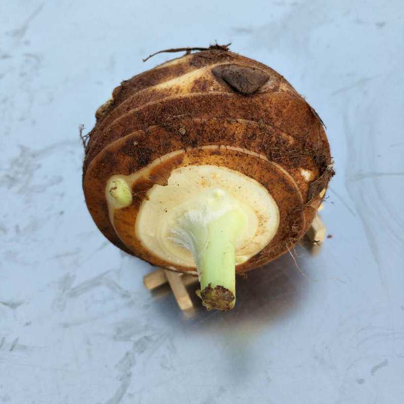 芋头新鲜母笨山东当应季包邮农家香软可口10斤其它