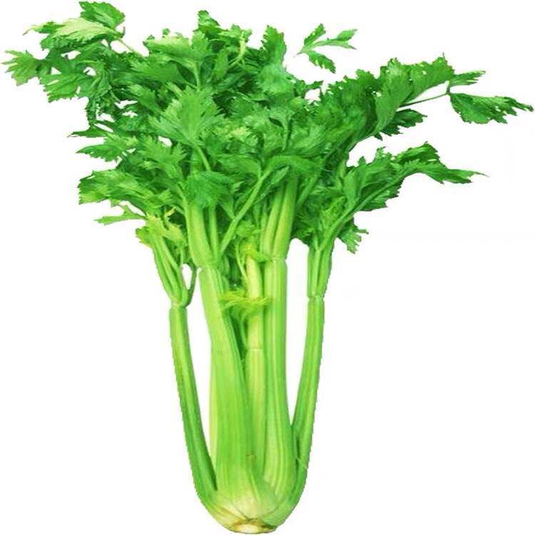芹菜新鲜蔬菜西芹西洋芹小榨汁净重5斤包邮叶菜类