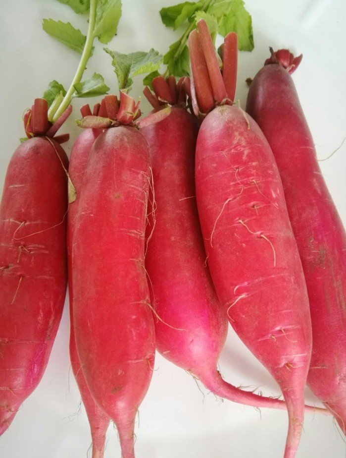 萝卜泡菜新鲜蔬菜红皮白心白肉胭脂整箱5斤萝卜