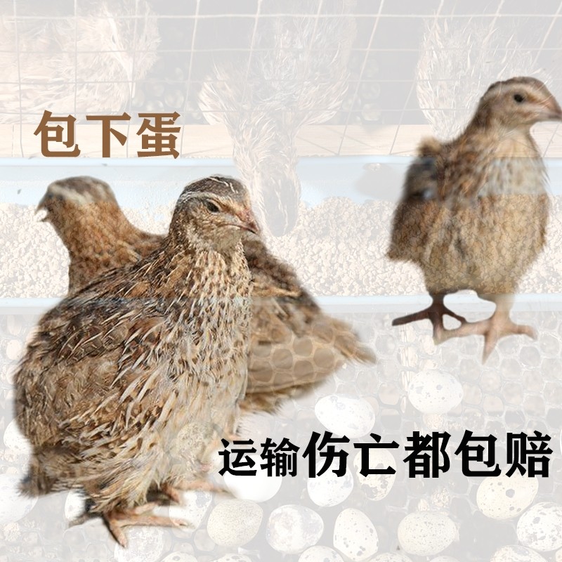 芦丁鸡芦活体迷你观赏鸡包下蛋小鸟桂花雀宠物鸡青年活