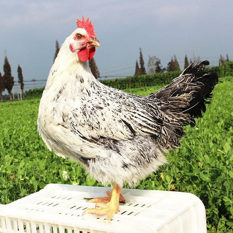种蛋受精稻花高产珍禽鸡快芦花白芦花彩凤孵化鸡蛋