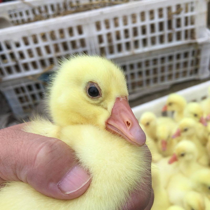 种蛋受精纯种五龙蛋可孵化豁眼四季鹅白鹅6枚鹅蛋