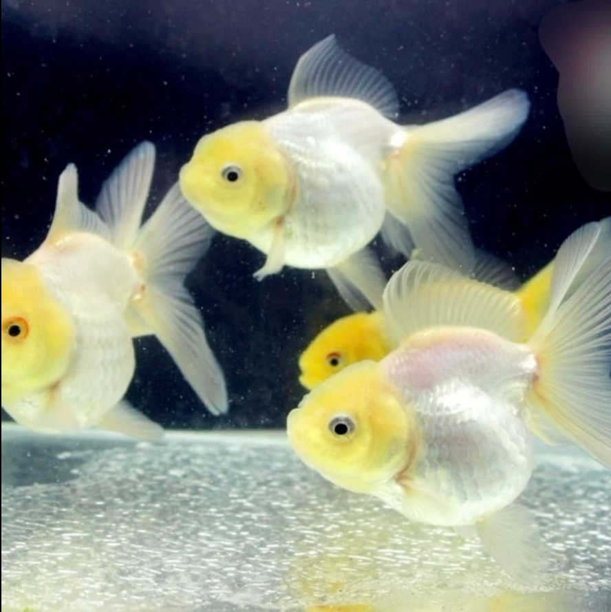 珍珠观赏鱼鼠头金鱼富贵鱼皮球小鱼淡水客厅可爱鱼