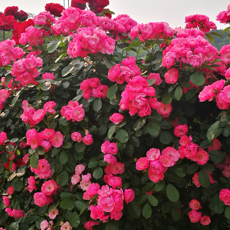 藤本月季玫瑰蔷薇花苗安吉安吉拉拉大浓香庭院爬藤花卉