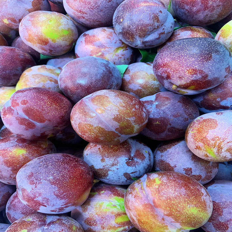 李子东北干核大红红袍干碗当季水果5斤装多省李子