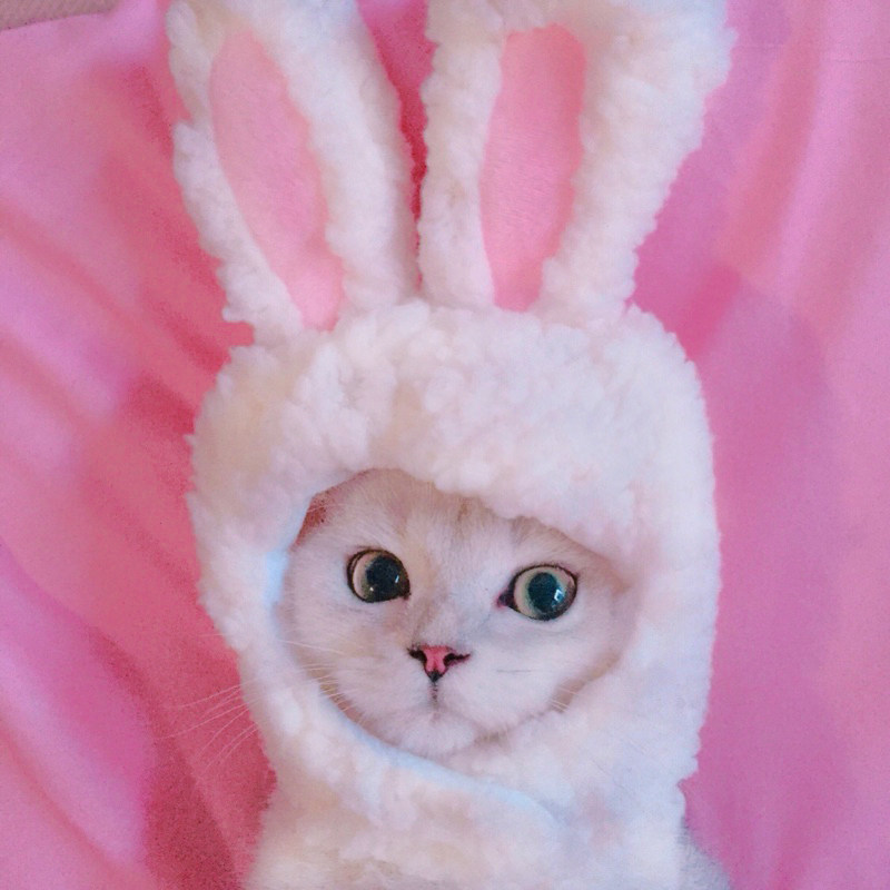 猫咪兔子头套狗狗宠物网红红帽子泰迪法斗小型帽子