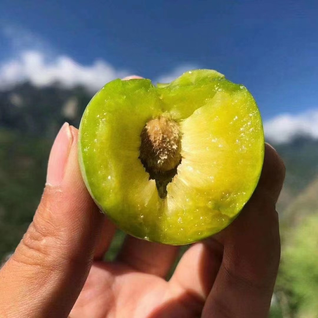 四川汶川川青脆李当季水果现摘现发5斤包邮李子