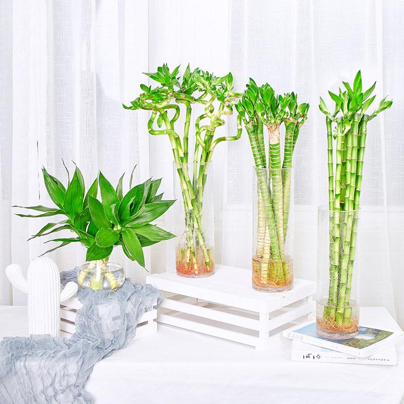 富贵竹水培水养竹子植物盆栽绿植花卉室内花客厅大叶转运竹节节高