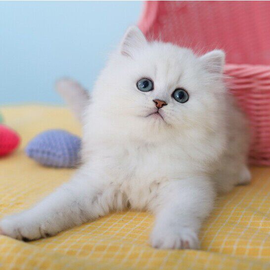 纯种金吉拉幼猫长毛狮子活体纯白色可爱爱小猫咪猫咪