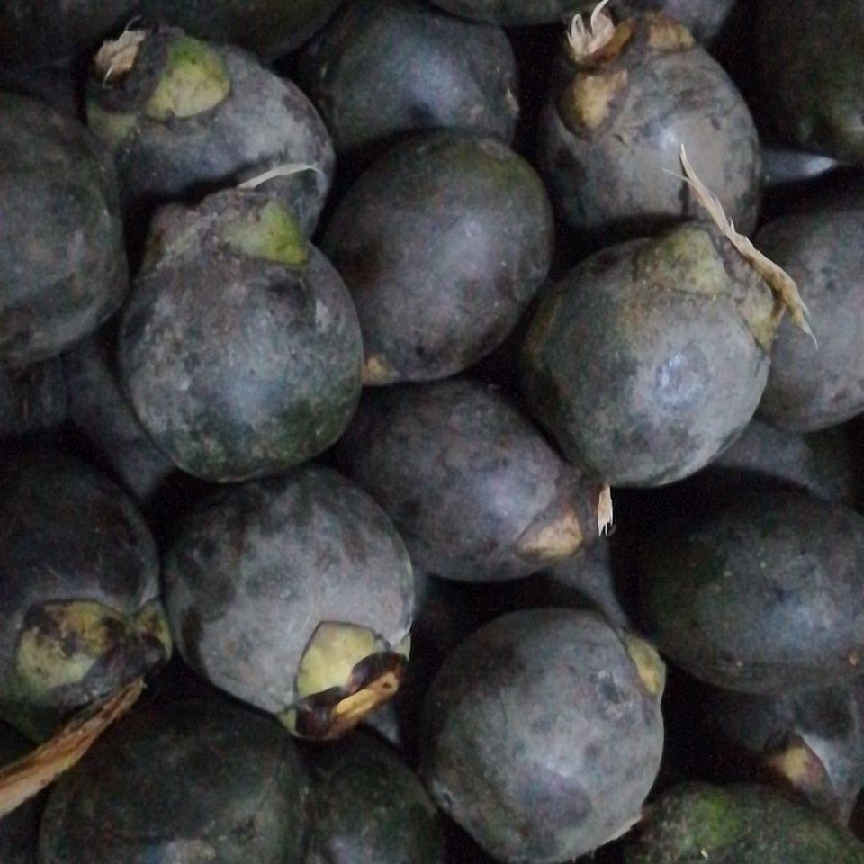 越南正宗追风风果野生刺虎鲜果采摘泡酒一份其他药食同源食品