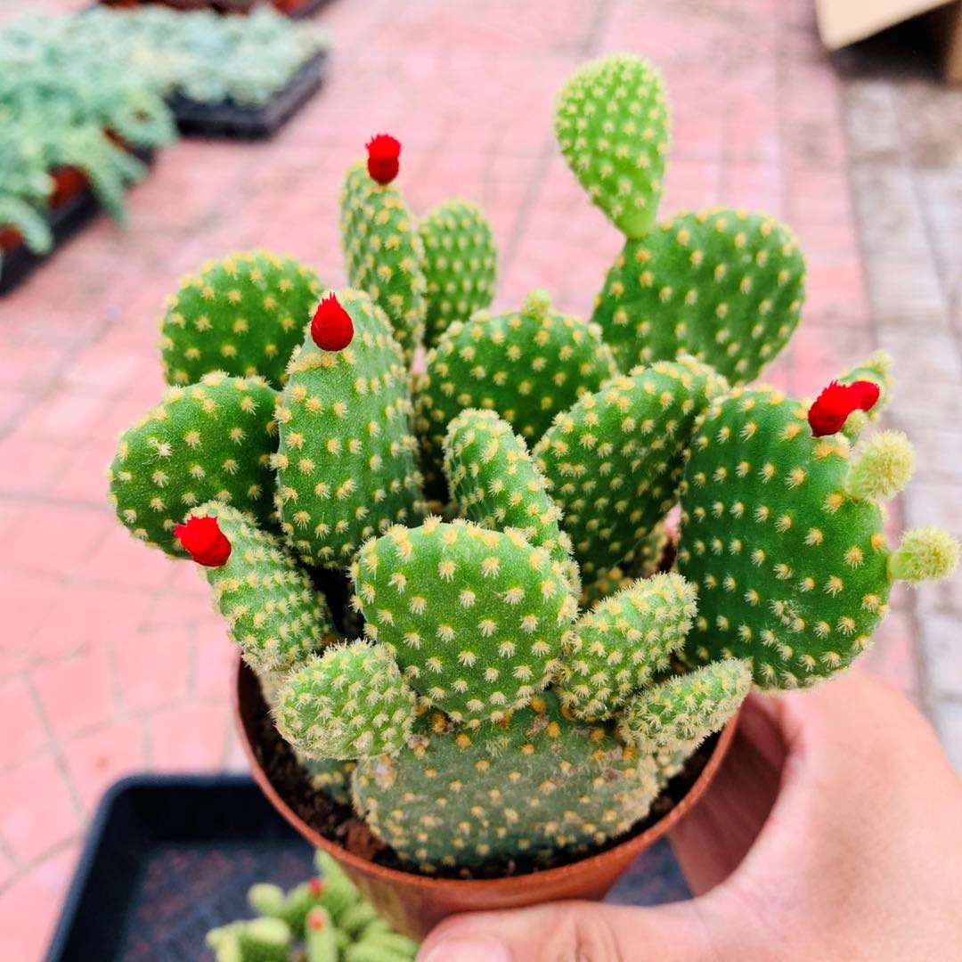 黄毛仙人掌多肉植物可爱可爱兔兔耳朵夏季好养新手多肉植物