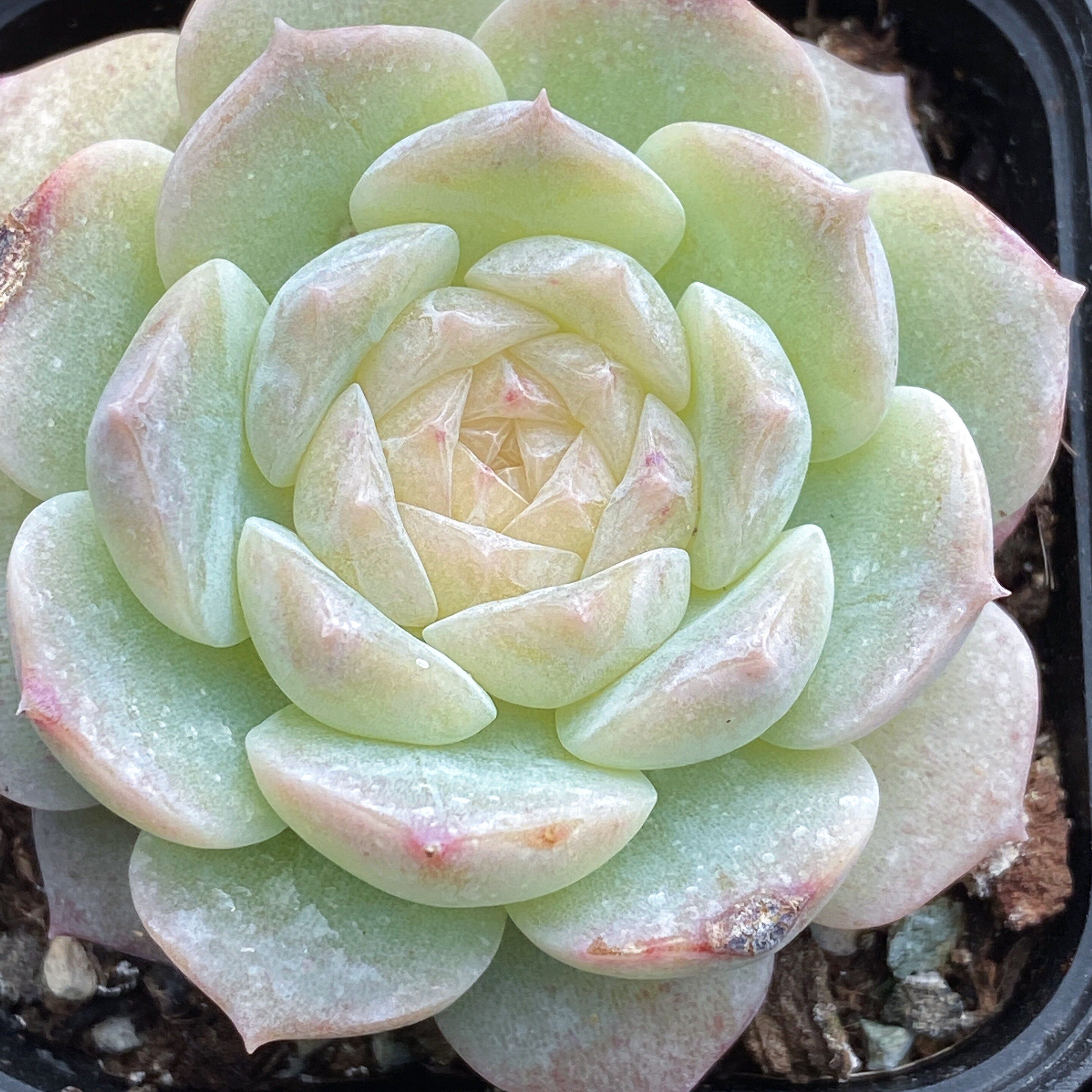 植物纯爱爱多杂交特选根小果冻暗纹多肉植物