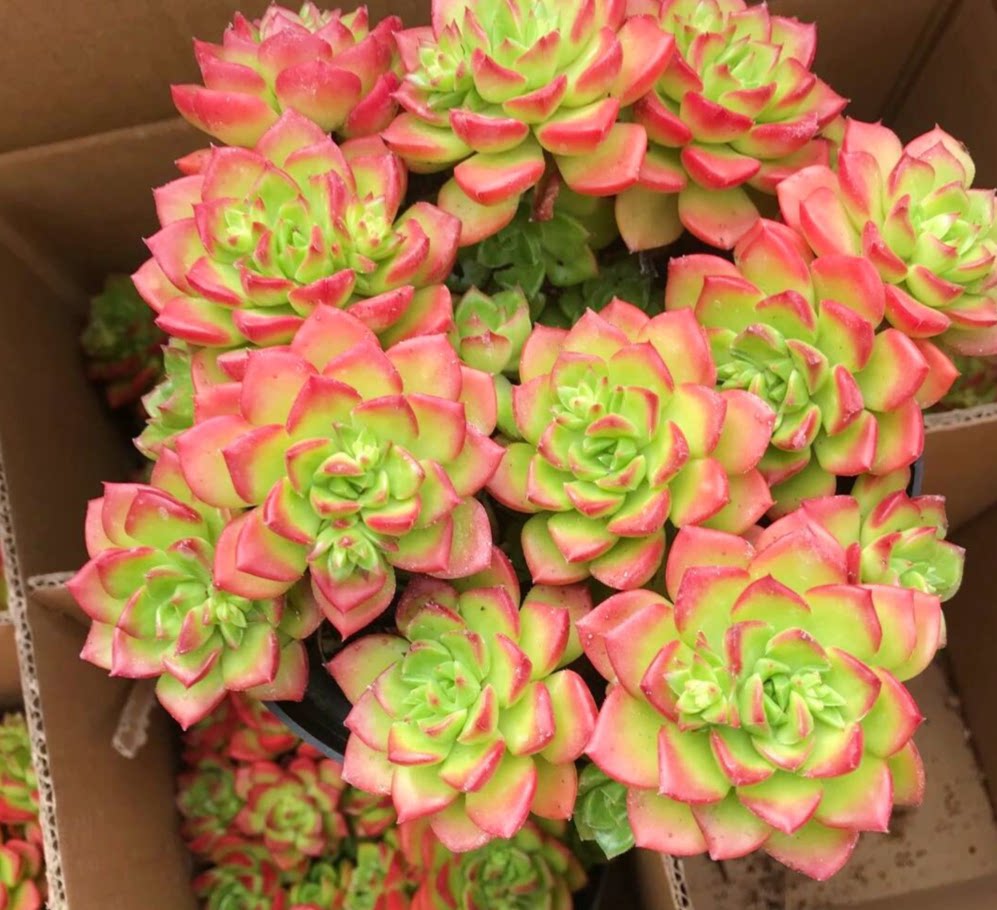 火焰蒂亚手花卉老桩超大巨型稀有品种多植物组合多肉植物