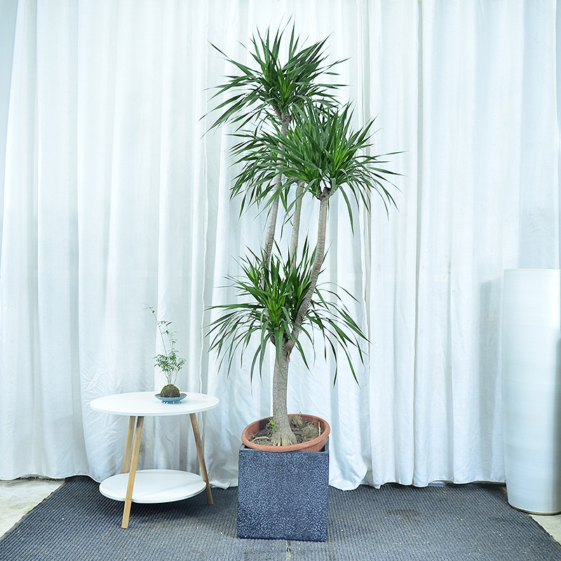 龙血树老桩盆栽室内客厅阳台大型植物甲醛多头大型绿植