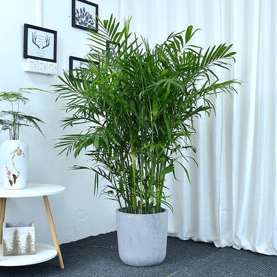 夏威夷竹子盆栽办公室客厅室内甲醛易养广州佛山网红植物大型绿植