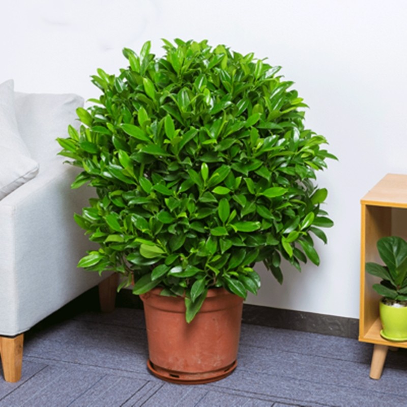 盆栽铁树盆景大门口四季常青绿植庭院非洲茉莉大型绿植