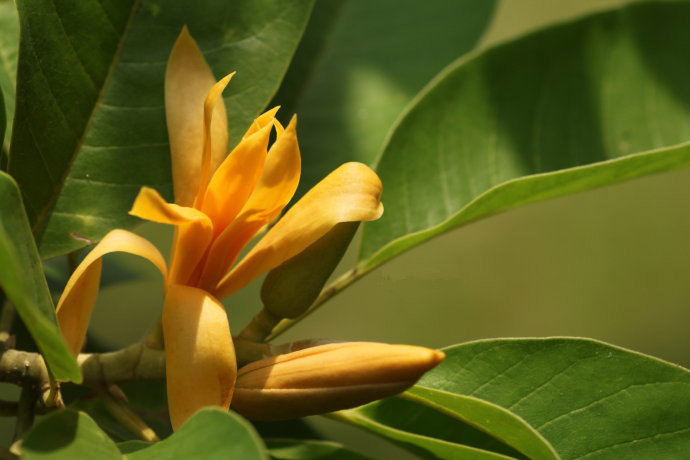新品种-黄兰 比白兰花更香浓 庭院盆栽 黄缅桂 开花植物