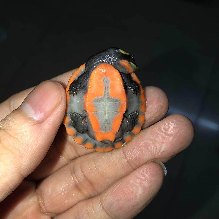 圆澳龟圆龟苗侧颈清洁吃鱼粪龟红腹深水龟鱼龟