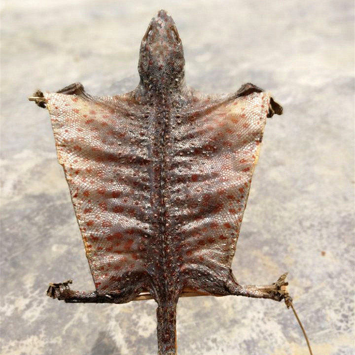 天然蛤蚧干 泡酒中药材 山蛤蚧干货 药酒 泡酒料 滋补 养身之宝