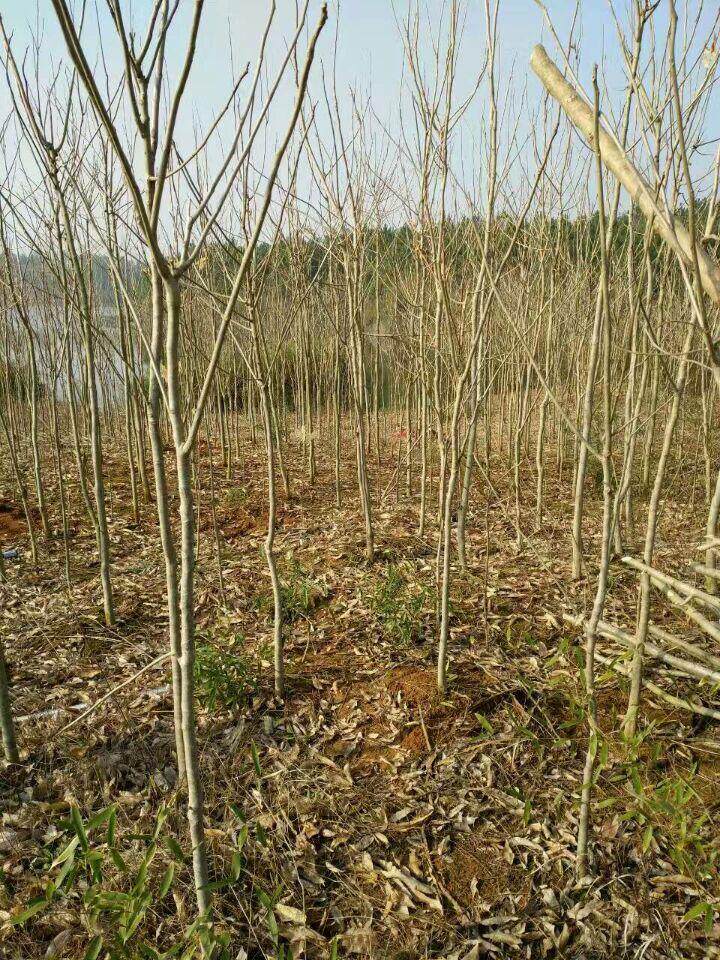 镇宅宝树无患子树鬼见愁1米高木患子树苗家家庭院风水宝树