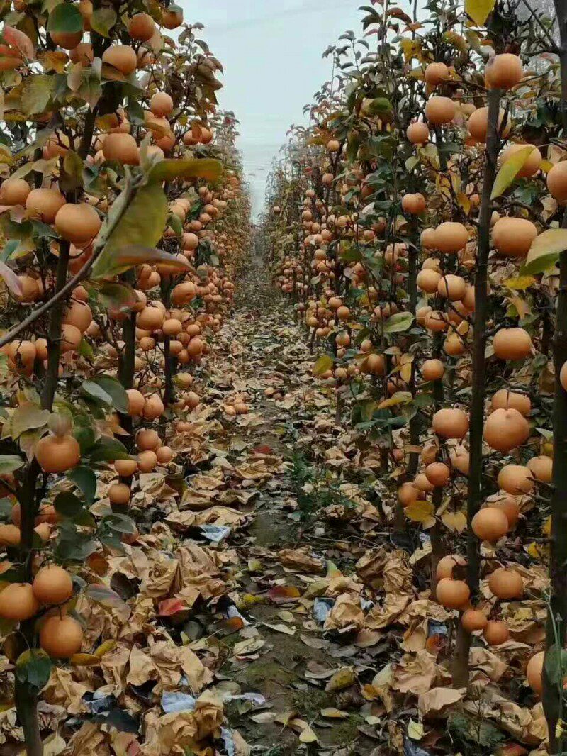 梨树果苗四季当年结果盆栽香梨翠冠秋月皇冠果树