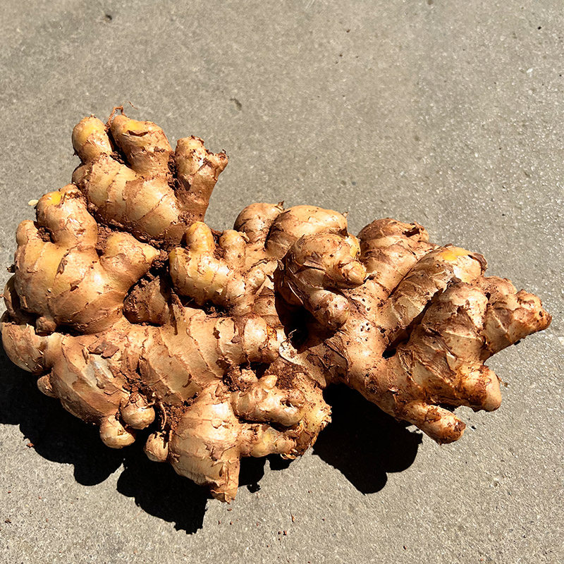 黄姜云南月子装包5斤姜种农家姜农家老姜小黄生姜