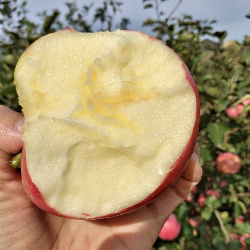 当季新鲜现摘脆甜山东烟台苹果栖霞红富士水果5整箱批发包邮10