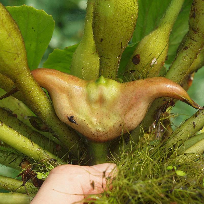 菱角蔬菜棱角种籽植物水生池塘种水洪湖种植果盆