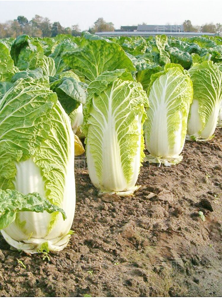 抗热夏阳白菜种籽大白菜耐热四季秋季夏季农家果盆