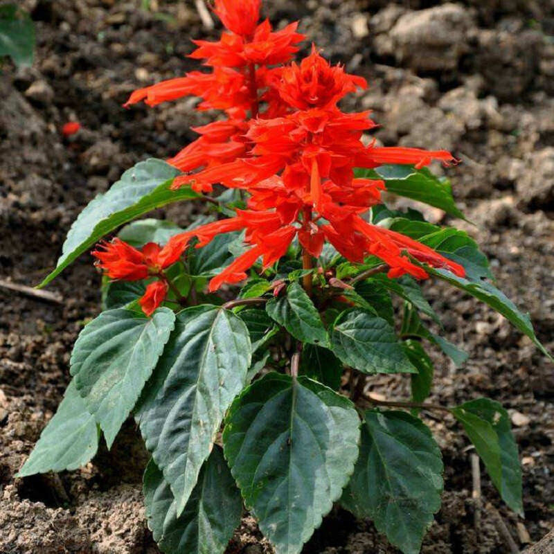 一串开花种花易种花庭院室外四季红花易活花卉果盆