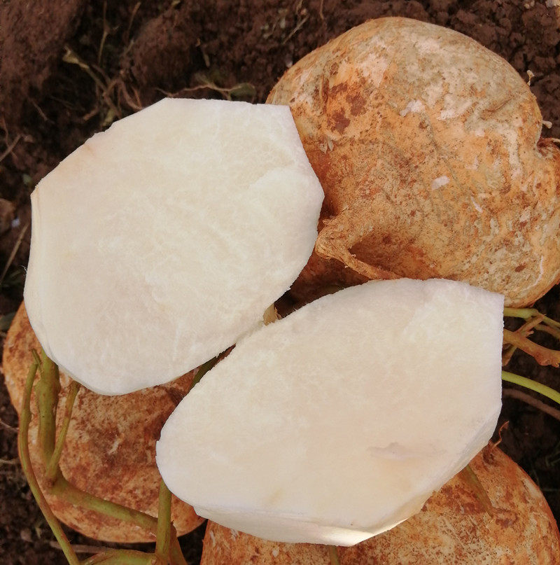 广西新鲜现挖凉薯时令蔬菜带箱约10斤自种农家红薯现挖白地瓜番薯