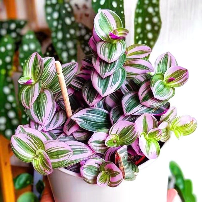 油画婚礼吊兰盆栽大颗胭脂紫露兰多桌面植物绿植